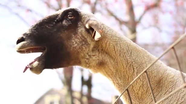 Goat vs Everybody Backstreet&nbsp;Boys