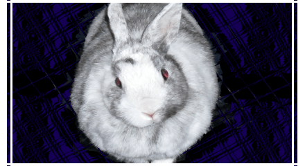 Update: Mashimaro at the&nbsp;vet