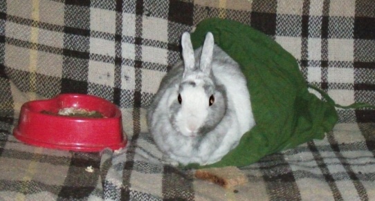 The Queen is&nbsp;home