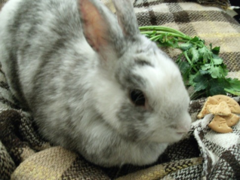 Another update: Mashimaro at the&nbsp;vet