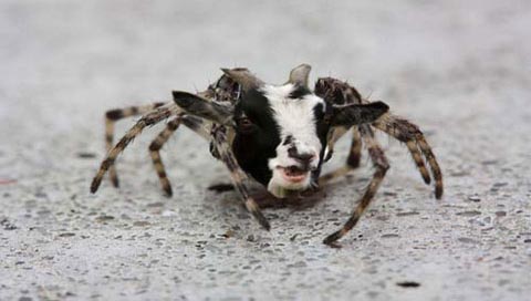 Spider Silk Goats?
