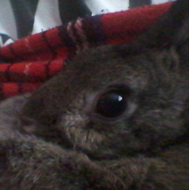 Flying rabbit at the&nbsp;vet