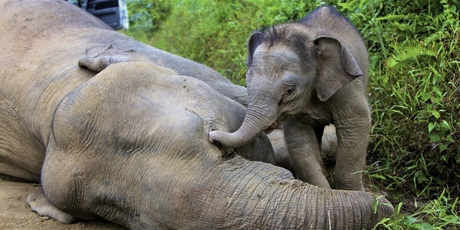 18432_babyelephant2_1_460x230