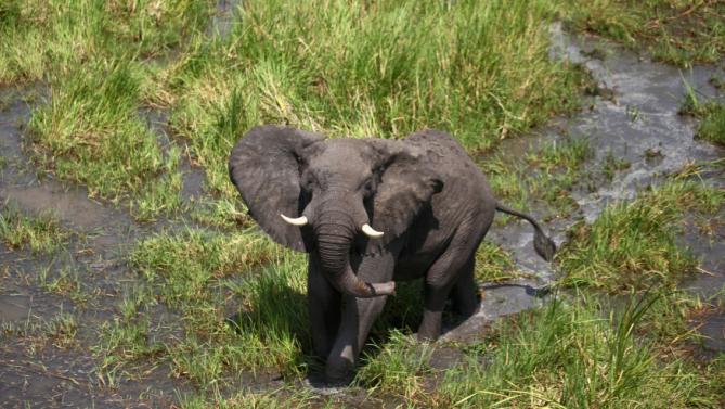 Yahoo continues to profit from the bloody slaughter of&nbsp;elephants!