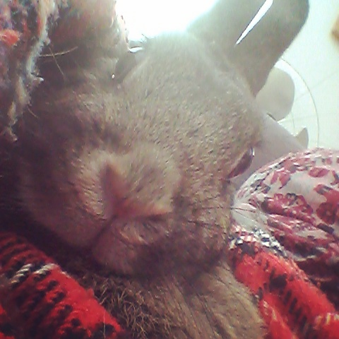 Bunny on the&nbsp;couch